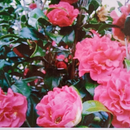 肇庆 茶花苗-茶花树