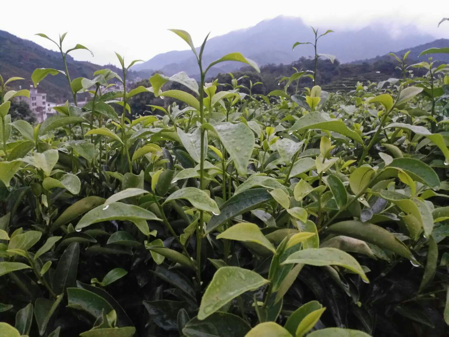 凤凰单丛 乌龙单枞茶  原产地直发 凤凰鸭屎香 秋茶花香型