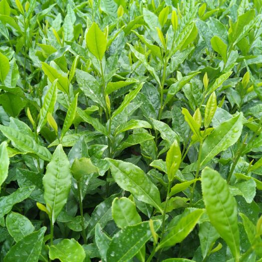 泰顺县绿茶树苗 中茶108