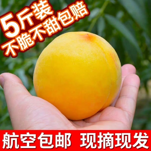 礼泉县 陕西锦绣黄桃当季新鲜水果整箱现摘现发毛桃脆甜桃子5斤现货包邮