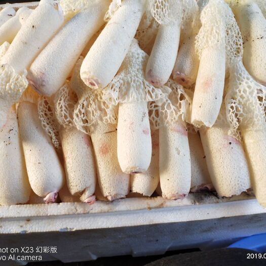 兴仁市 贵州红托竹荪鲜竹荪