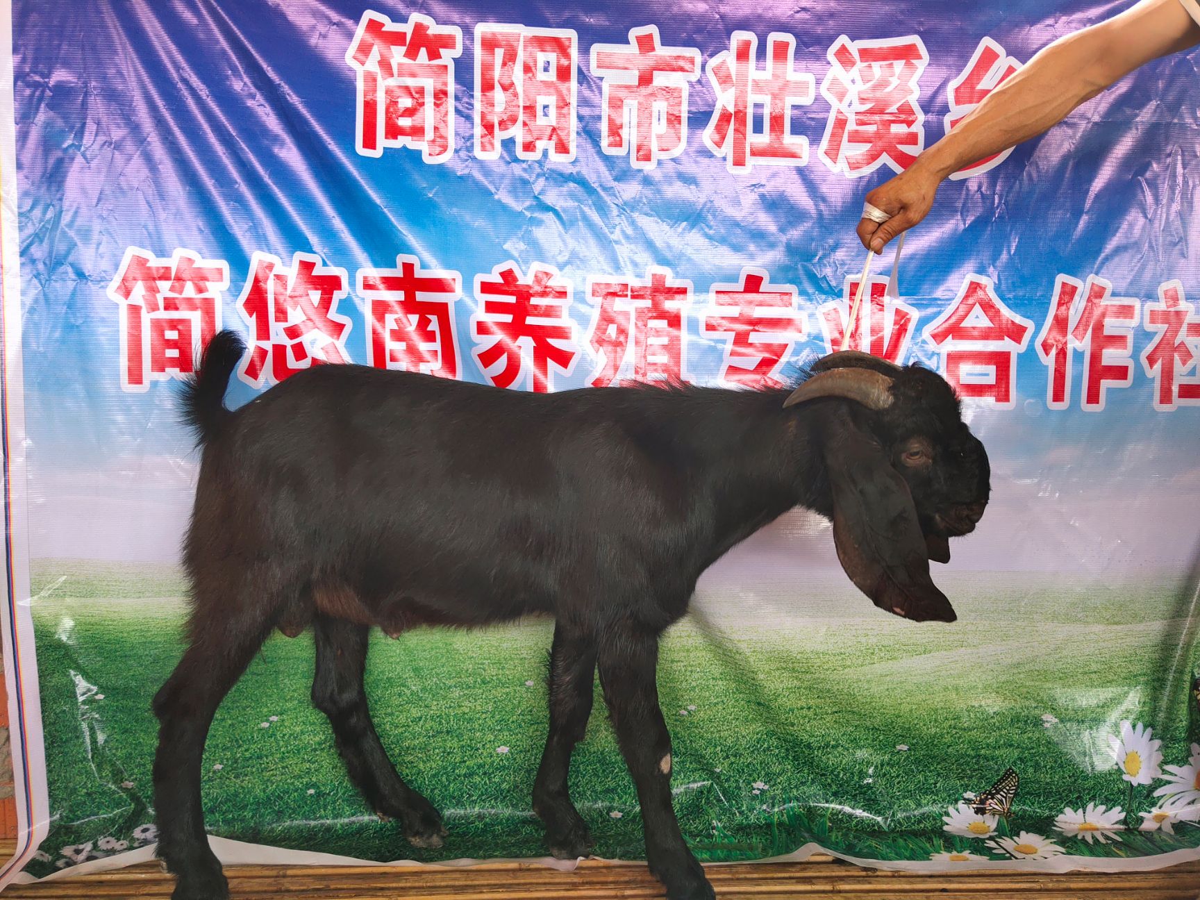  简阳大耳羊山羊
