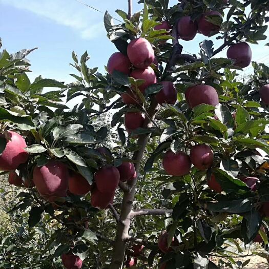 甘谷县 🍀 好苹果🍎，不在市场，不在超市，而在田地里。