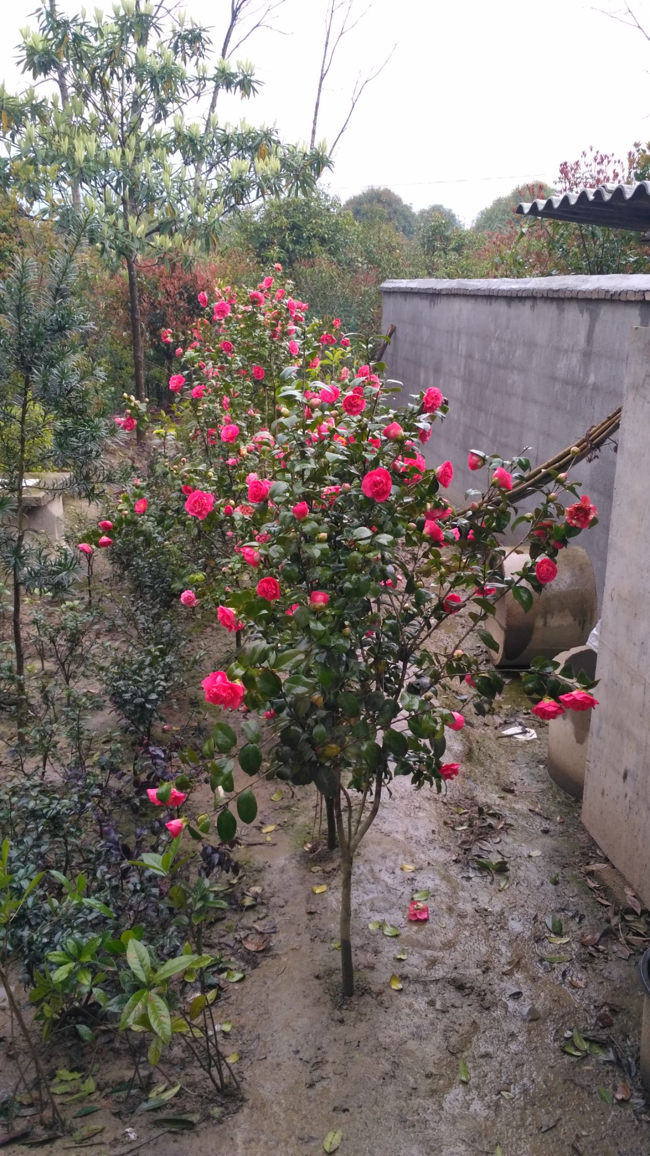 茶花茶花苗山茶花苗苗圃直销批发价