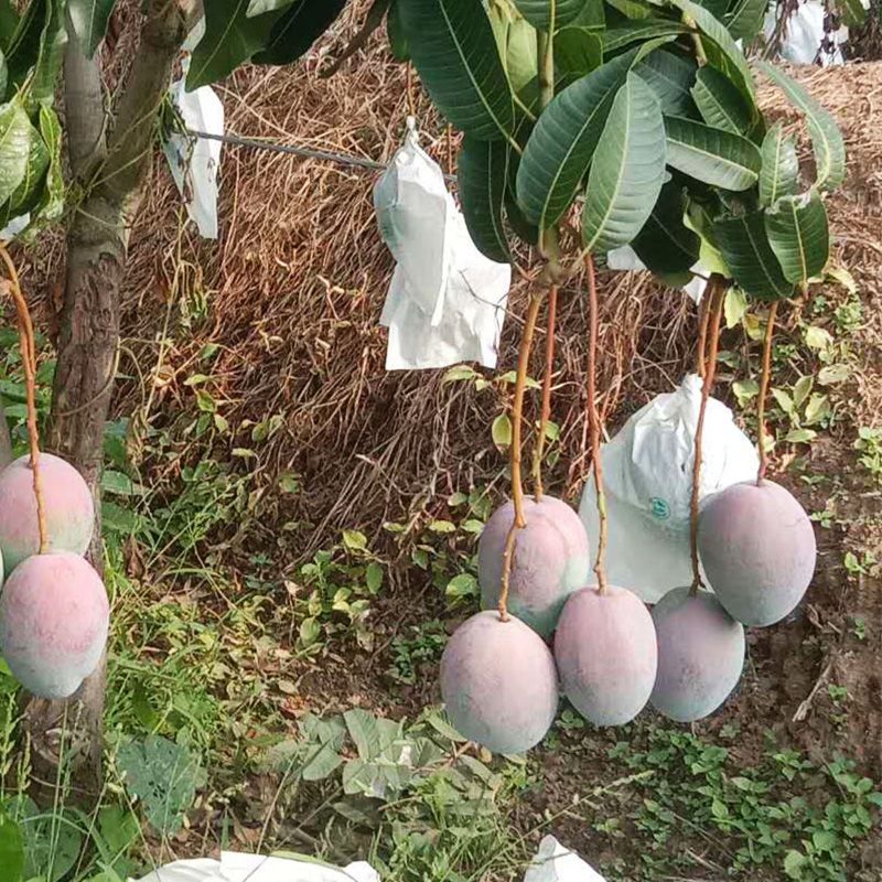  9斤装 凯特芒果  四川攀枝花芒果  产地直发 包邮