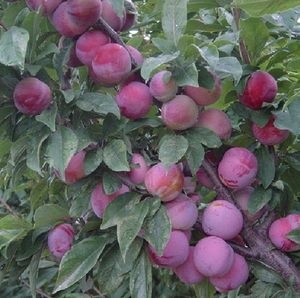 平邑县 嫁接李子树苗脆李红心黑布林南方北方种植庭院地栽果树苗当年结