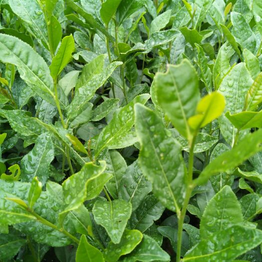 泰顺县绿茶树苗 实生苗 0.5米以下