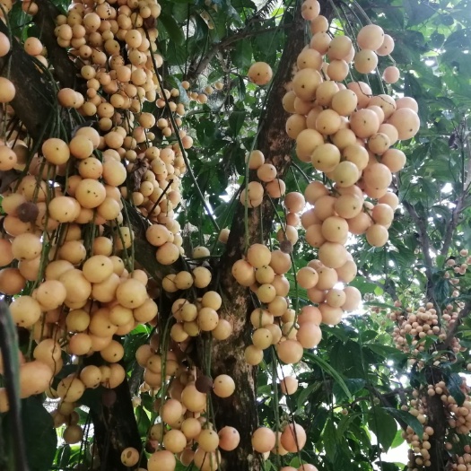 马关县果木 木奶果苗