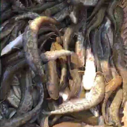 江门大口鲶鱼苗