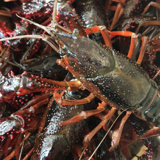 洪湖市洪湖小龙虾 新旗湖味鲜水产