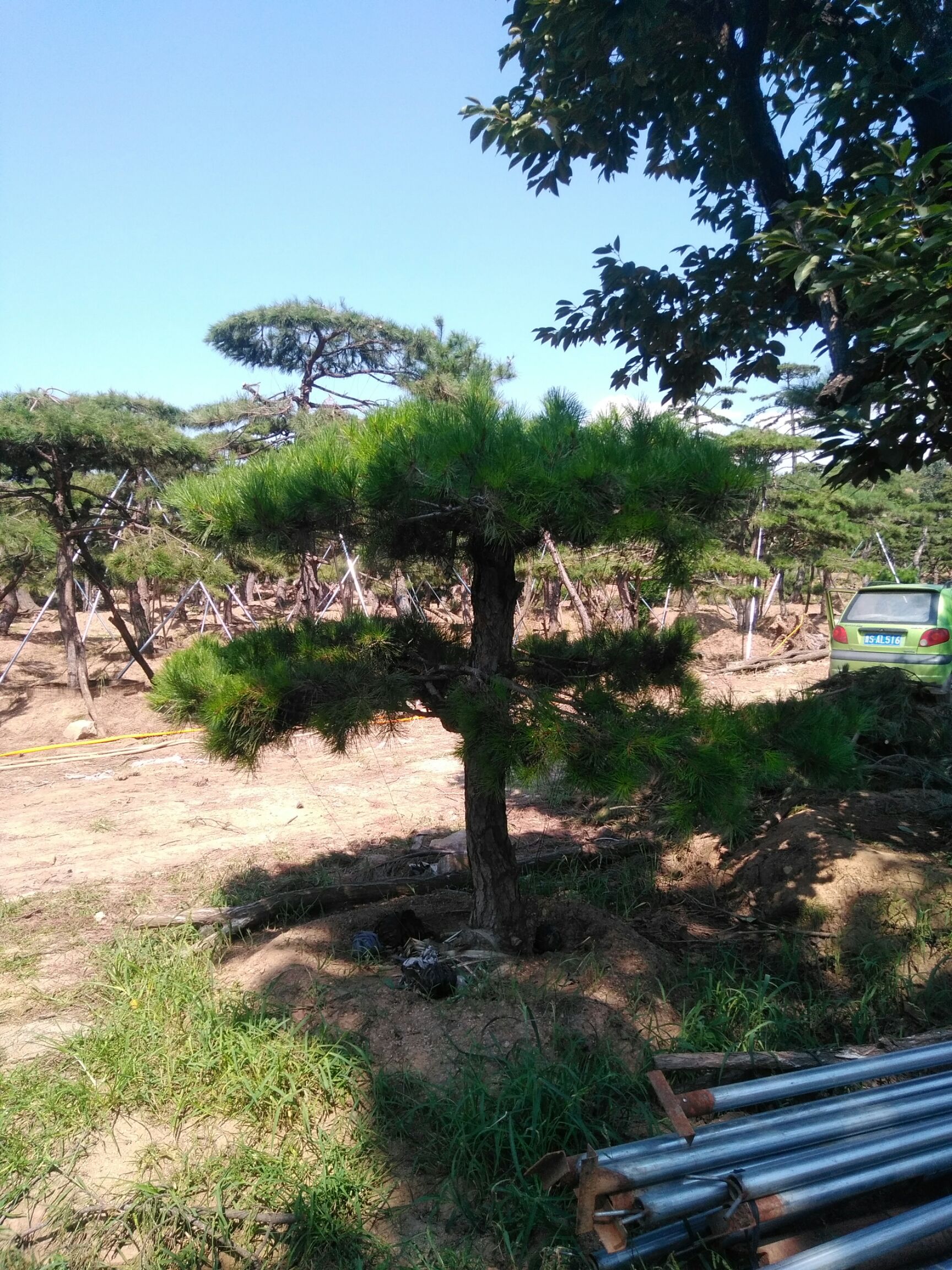 造型油松