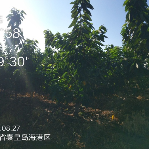 秦皇岛俄罗斯8号樱桃苗 苗木，大树！美早，俄八！
