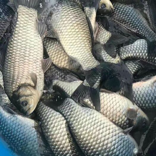 江门鲫鱼苗