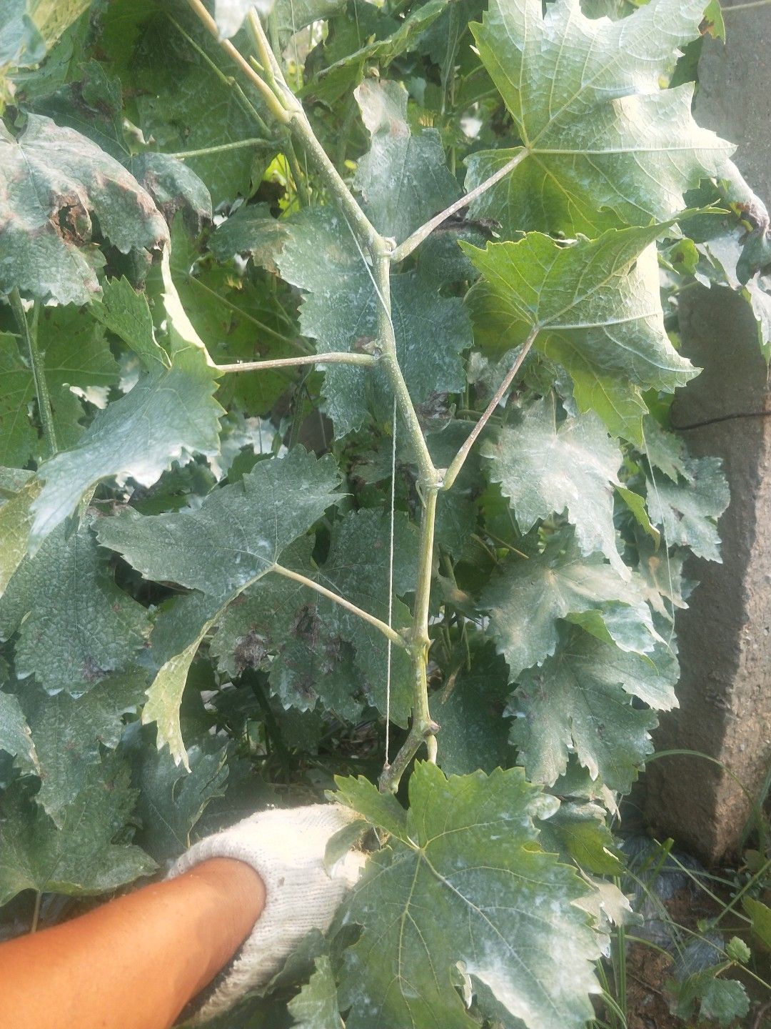 蓝宝石葡萄苗 2年生甜蜜蓝宝石