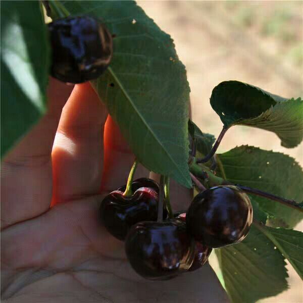  黑珠珠樱桃苗，嫁椄成苗，适合南方栽植