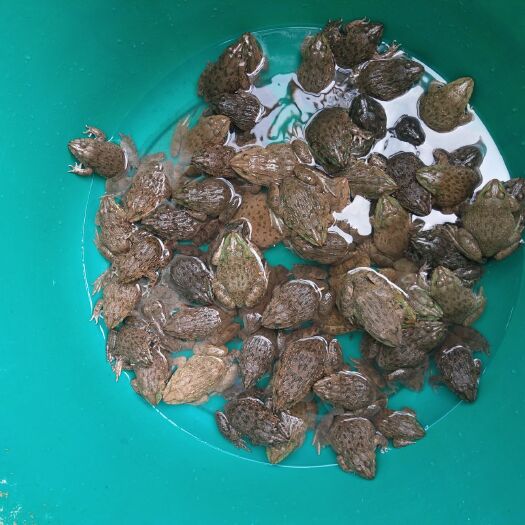 环江县太阳花锦 散养状态繁殖。肉质鲜美。高蛋白。