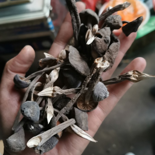 昆明 黑皮鸡枞菌云南野生菌人工菌批发松茸牛肝菌