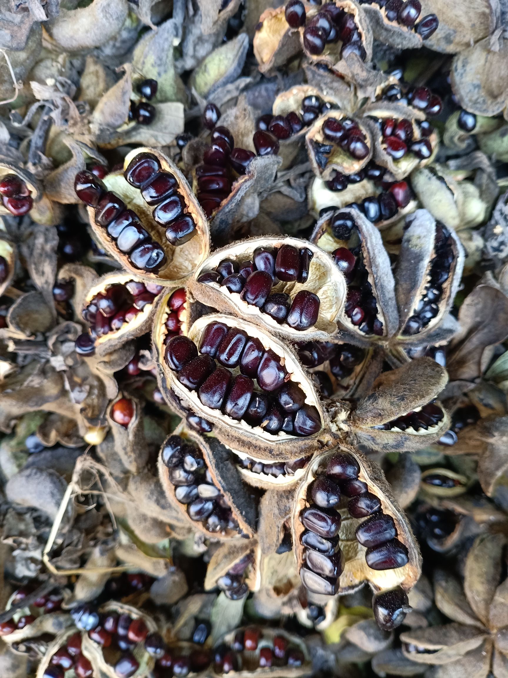 2021年油用牡丹籽已经开始上市