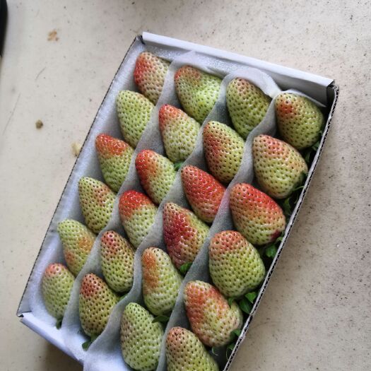 会泽县蒙特瑞草莓 24粒