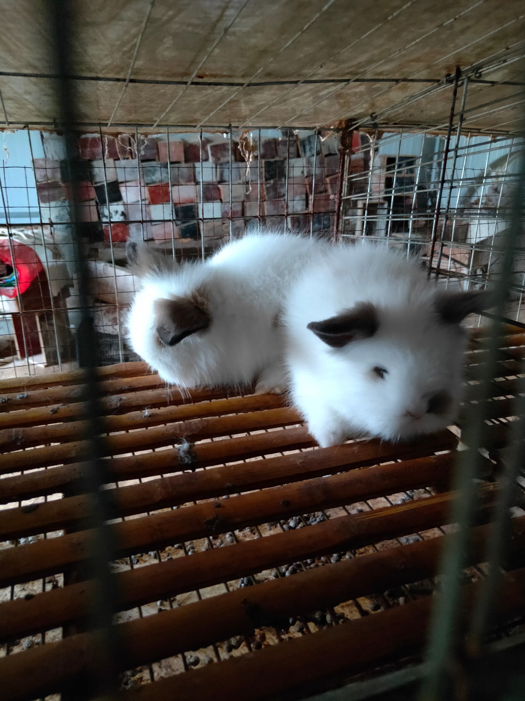 垂耳兔 花色多样