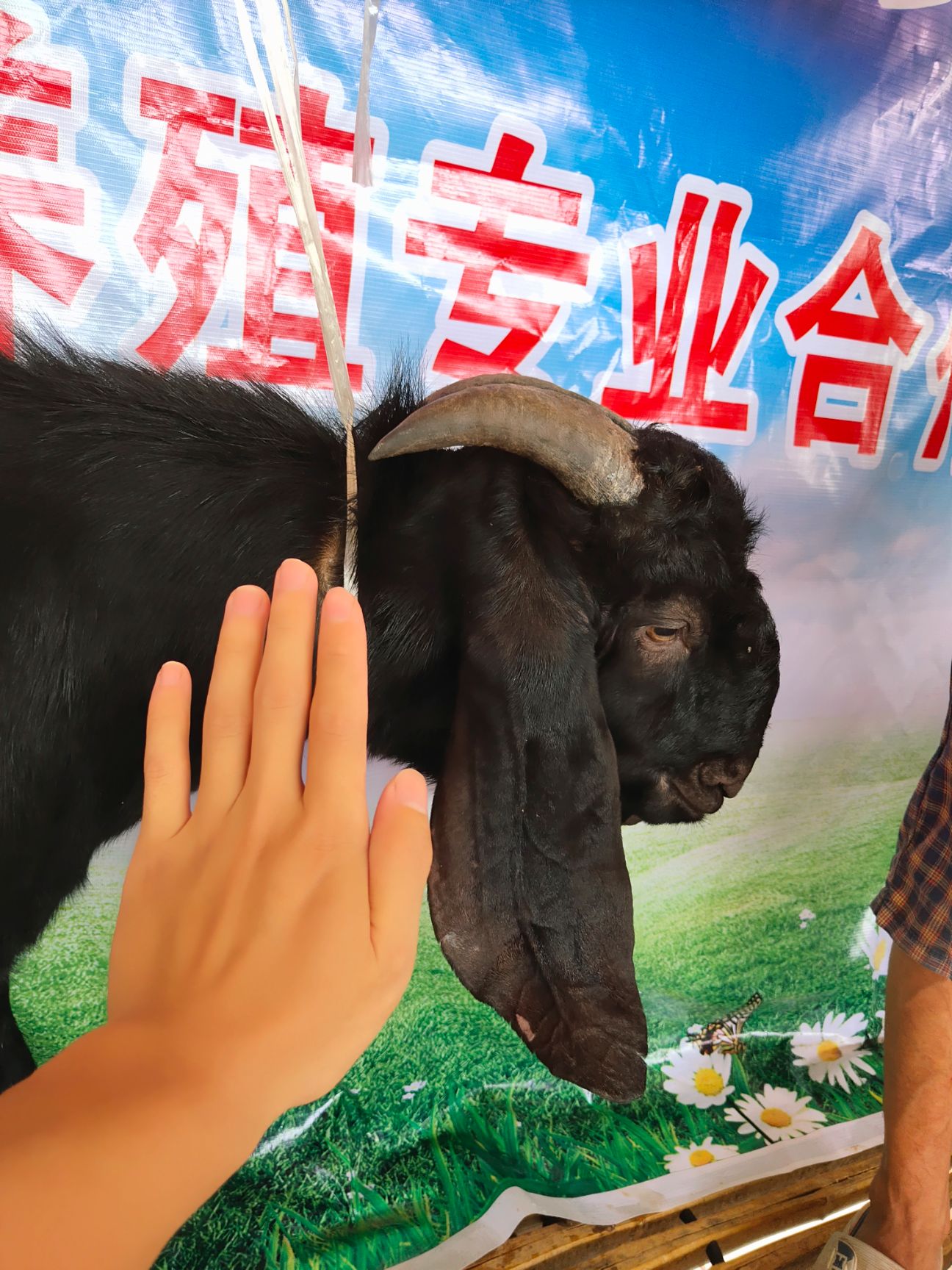  简阳大耳羊山羊