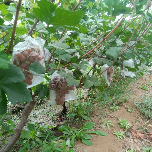 三门峡 河南省三门峡市高铁南站陕州区张湾乡蔡家庄大棚美国红提