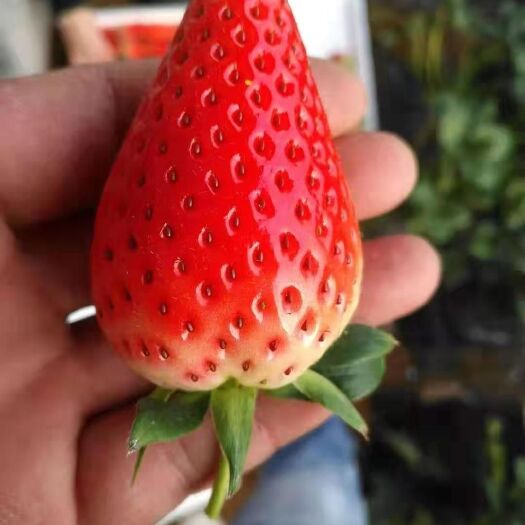 泰安 章姬草莓苗 奶油甜宝脱毒草莓苗 全程冷链发货