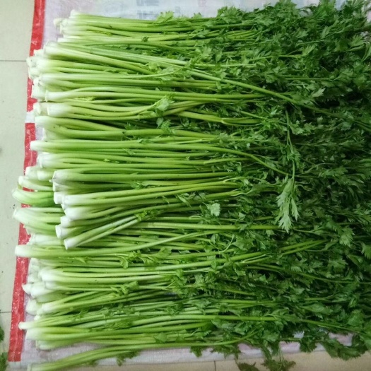 章丘鲍芹，精品芹芽，特色食材，酒店商超品质