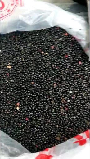 陇南 武都 花椒籽  花椒种子 无刺嫁接砧木种子提供嫁接技术