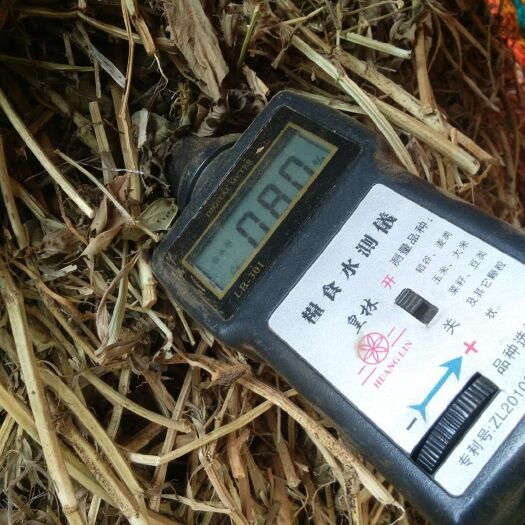 樟树市高蛋白花生秧