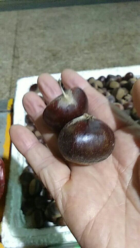 板栗‘