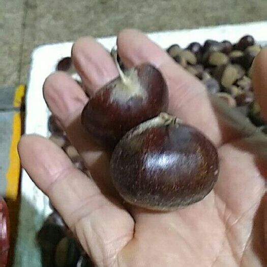安吉县板栗‘