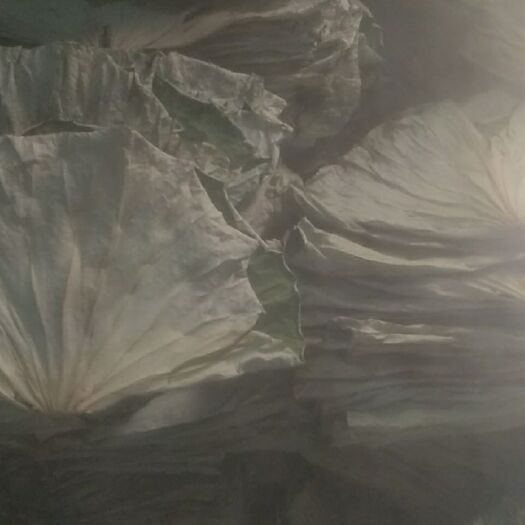 安新县干荷叶，量大优惠