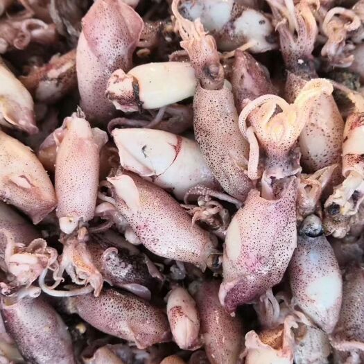 滨州海兔干 海兔500g海鲜干货补钙海产品