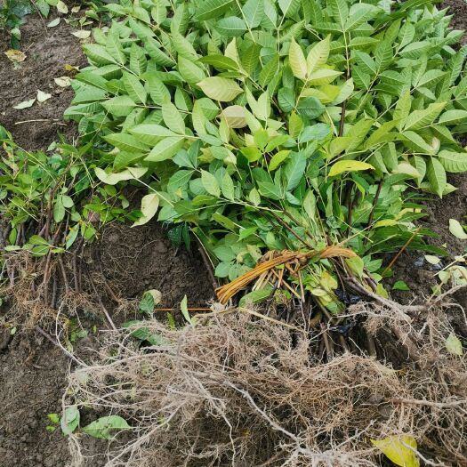 樟树市 江西中花吴茱萸苗