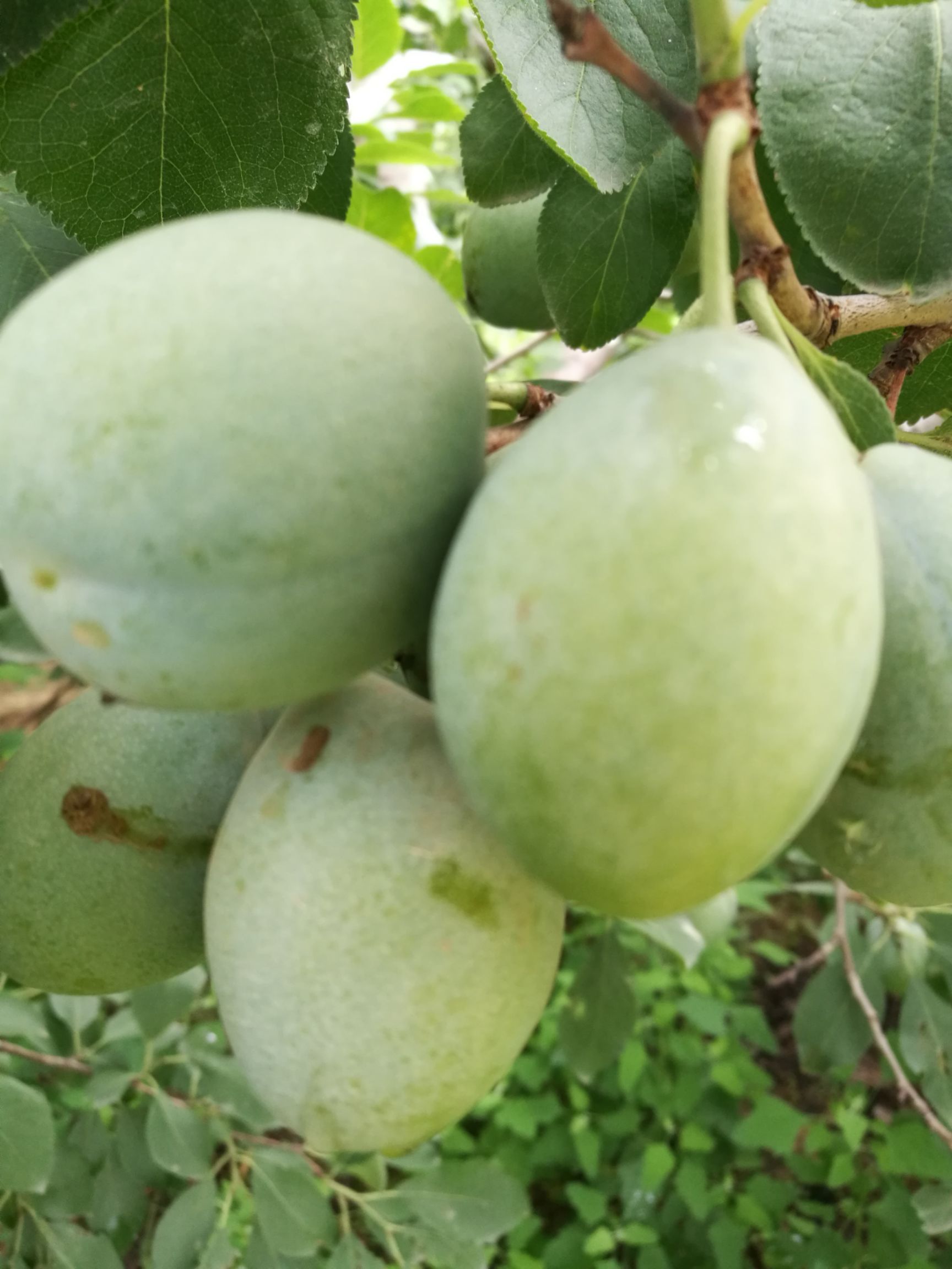 西梅苗 新品种 卯爷西梅树苗  金西梅 法兰西