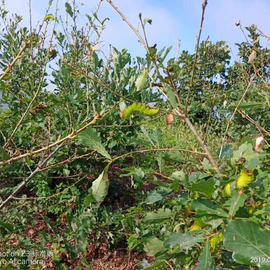 西丰县 本地区常年供应蚕茧 希望找个常年稳定的收购商