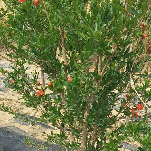 宁津县花石榴 石榴树生产基地