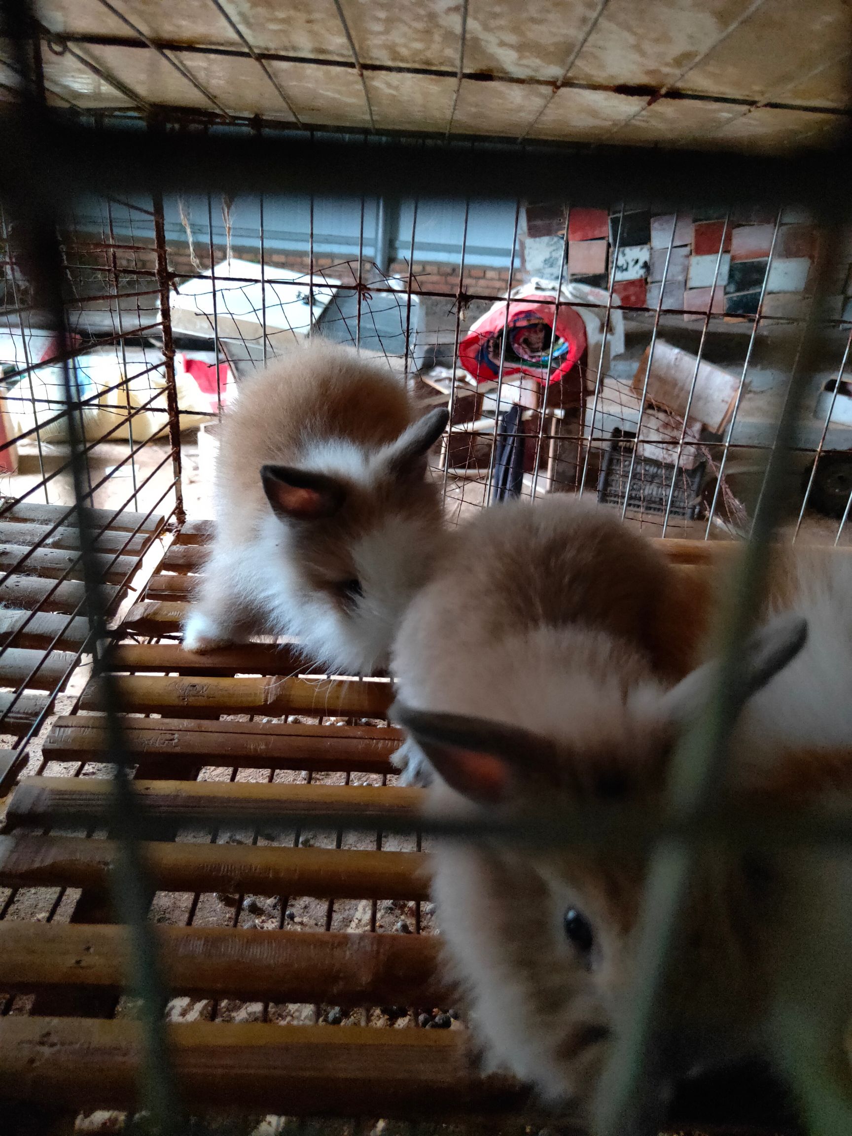 垂耳兔 花色多样