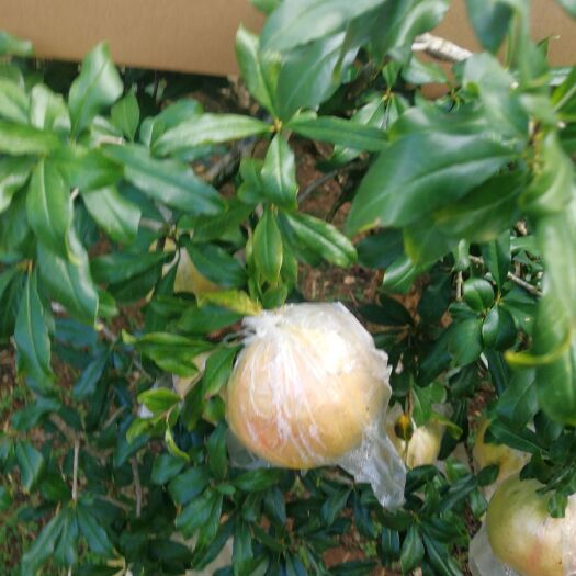 蒙自市 云南蒙自甜石榴上千年的历史