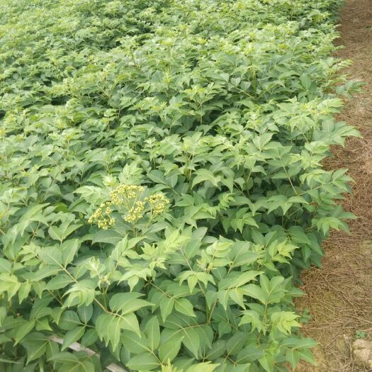 罗城县 吴茱萸苗出售