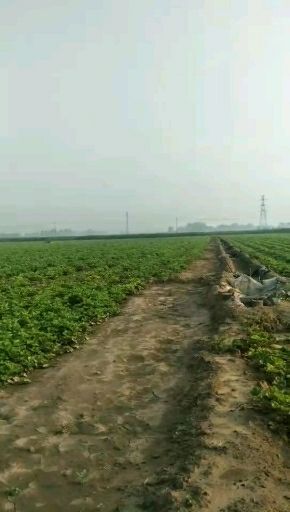 泰安奶油草莓苗 10~20公分 地栽苗