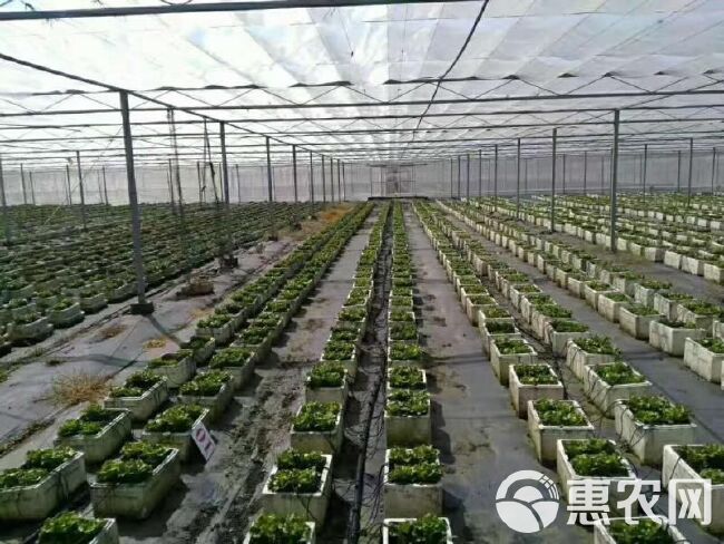 现货批发果园防草布 除草布 防草地布