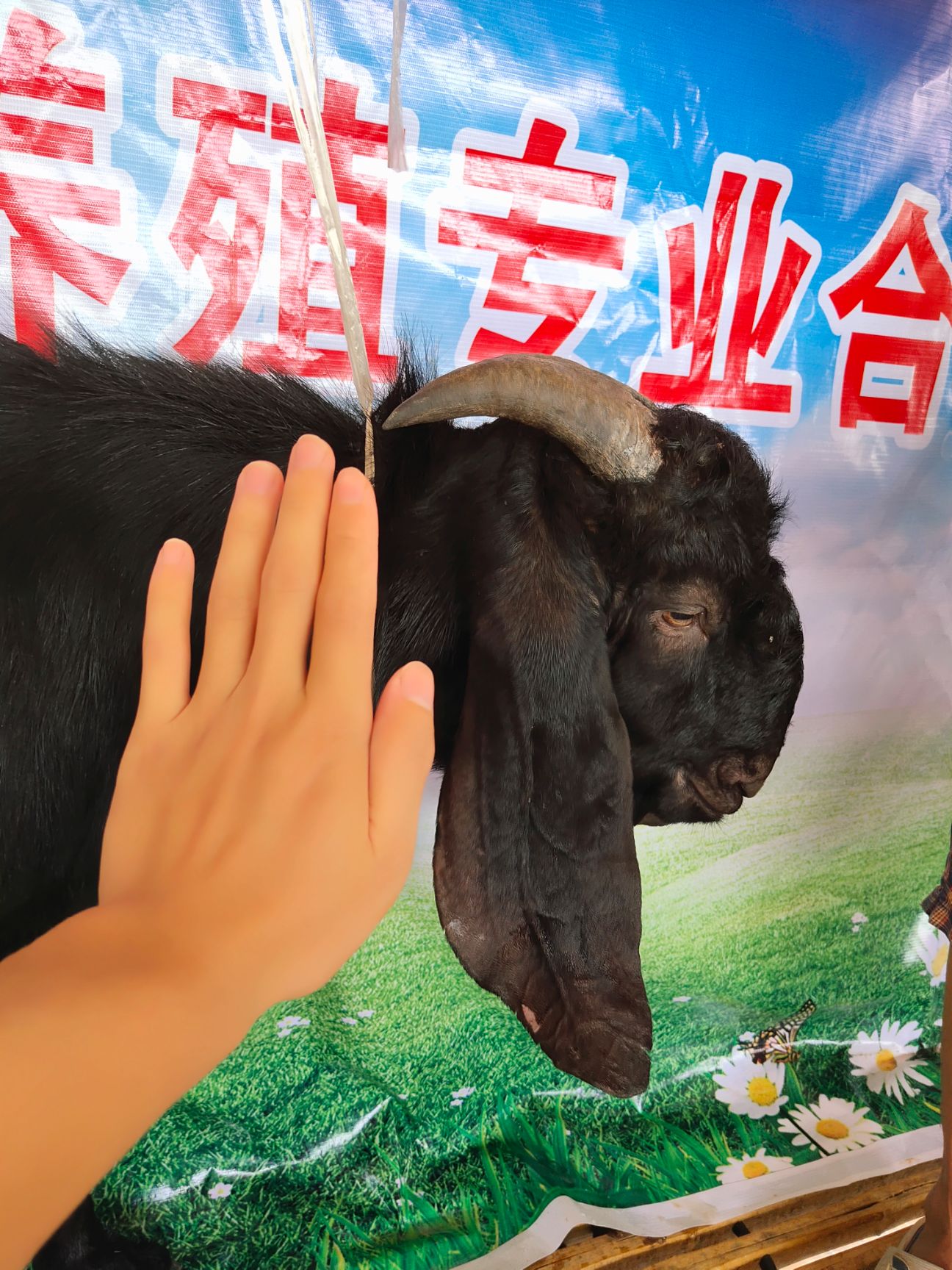  简阳大耳羊山羊