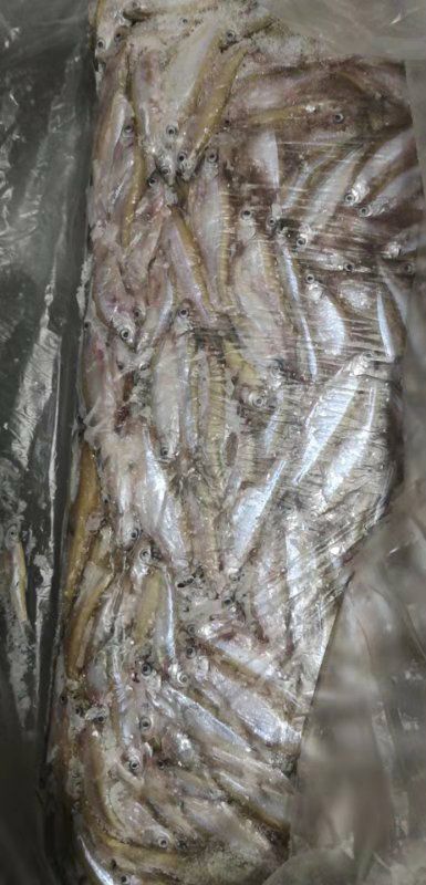 南宁 饲料鱼籽