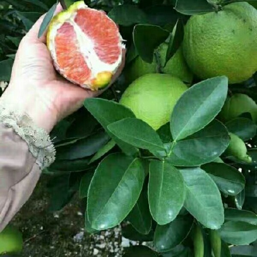 平邑县 纽荷尔脐橙苗三年大苗包当年结果