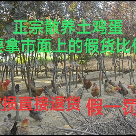  大学生创业项目。树林散养土鸡蛋，物美价廉