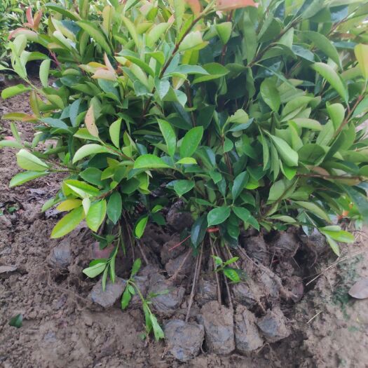 泰安 苗圃直销红叶石楠杯苗 规格齐全 量大优惠