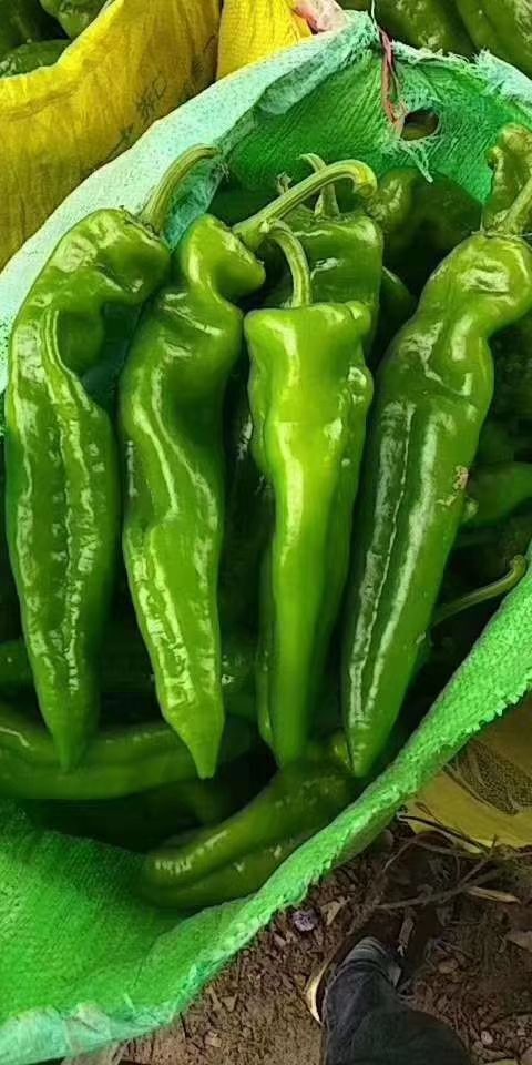 夏邑县精品辣椒301泡椒，线椒 ，苏椒