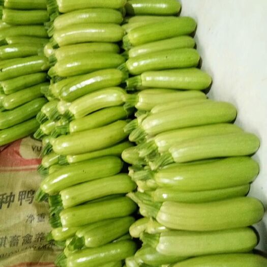 青州市 精品西葫芦